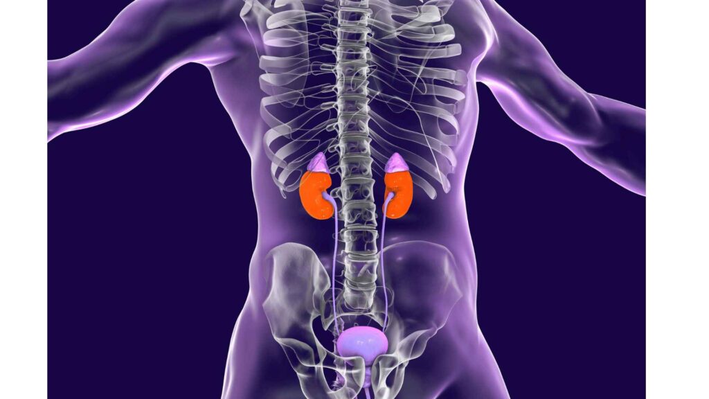Localização da adrenal