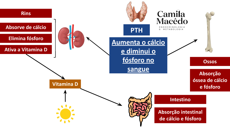 Fluxograma didático do funcionamento do PTH no corpo humano